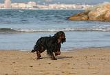 KING CHARLES SPANIEL 098